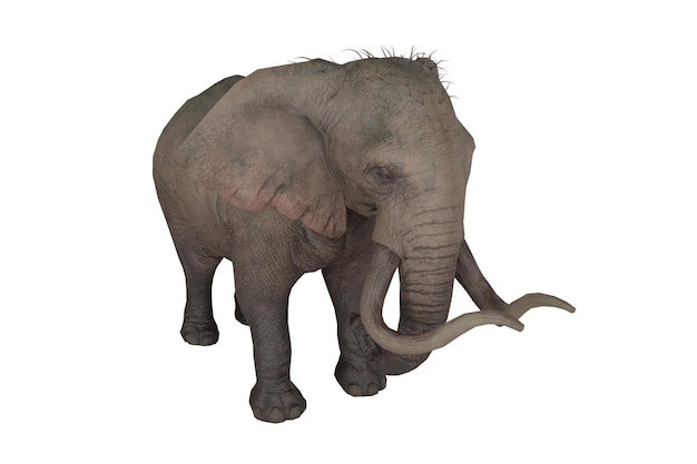 3d rendering realistic elephant animal.