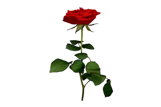 3d rendering realistic red rose