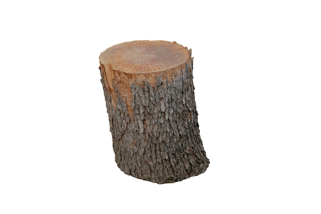 3d rendering realistic small cut tree trunk