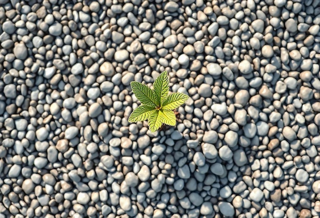 Photo 3d rendering top view plant on pebble ground with space in the center