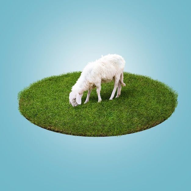 3D Rendering Young white sheep eating green grass on the field Blue Background Eid Adha Concept