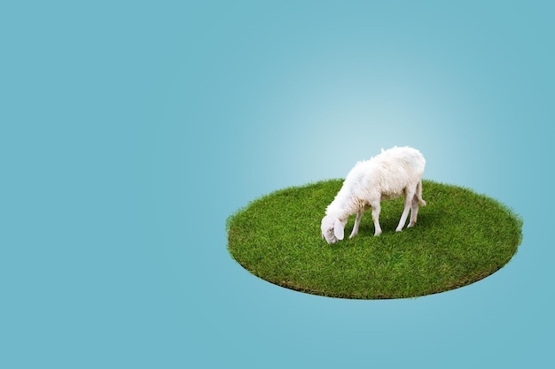 3D Rendering Young white sheep eating green grass on the field Blue Background Eid Adha Concept