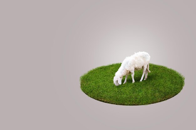 3D Rendering Young white sheep eating green grass on the field Grey Background Eid Adha Concept