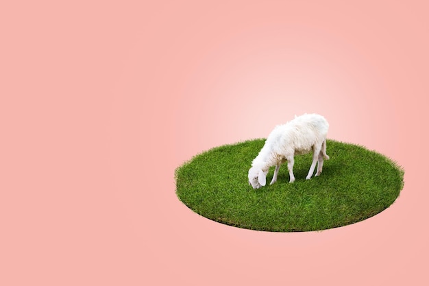 3D Rendering Young white sheep eating green grass on the field Orange Background Eid Adha Concept