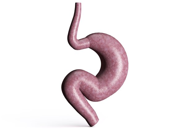 3D stomach on white background 3D render