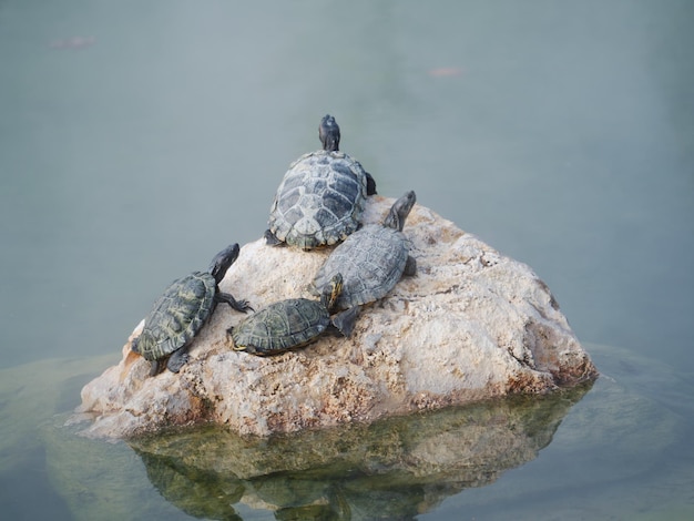 Photo 4 black turtles rest on a rock sticking out of a thermal lake