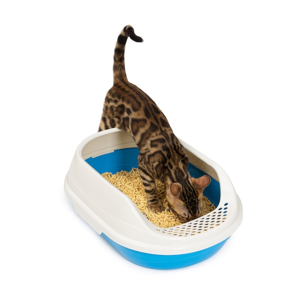 4 month old Bengal kitten goes to the toilet in plastic litter box