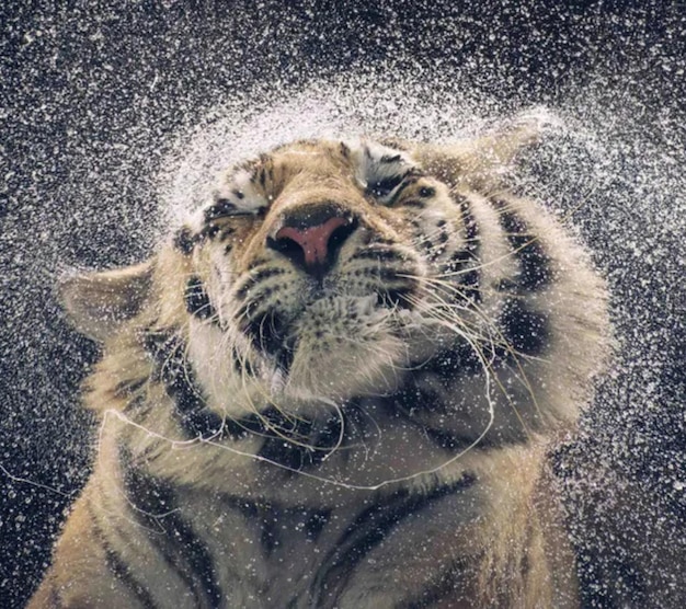 4k tiger shaking head