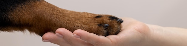 A 4x1 banner for social networks and a website A woman holds a dog's paw in the palm of her hand Rottweiler demonstrates his trust on a white background