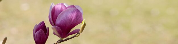 A 4x1 banner for a website and social networks A large flowering magnolia tree on the background of a green meadow