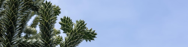 4x1 banner for websites and social networks with araucaria branches on a blue sky background