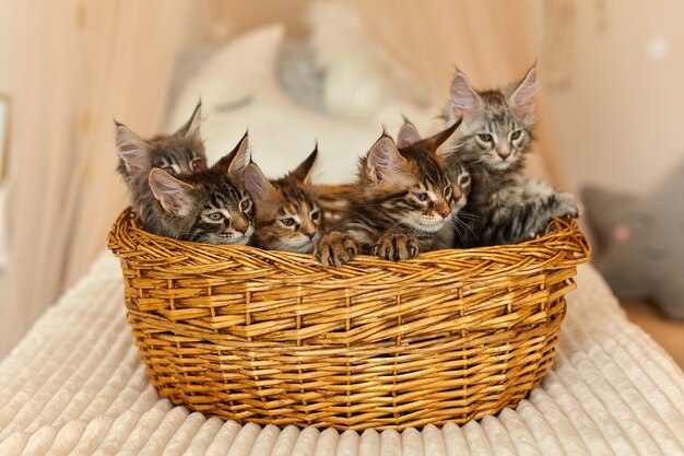 Photo 6 multi-colored charming maine coon kittens 2 months old