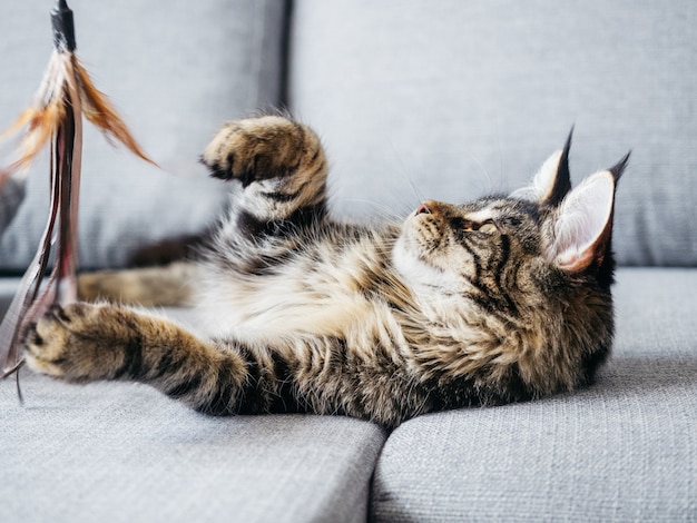 7 month Maine Coon playing with cats toy on gray sofa.