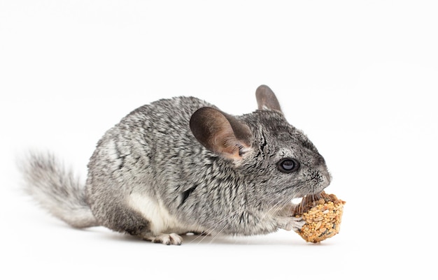 ÃÂÃÂ¡ute furry chinchilla eating crunchy snack nutrition on white background