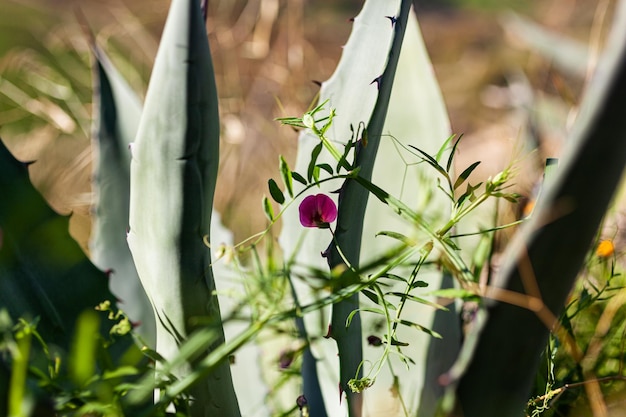 Aave plant in Sicily Italy