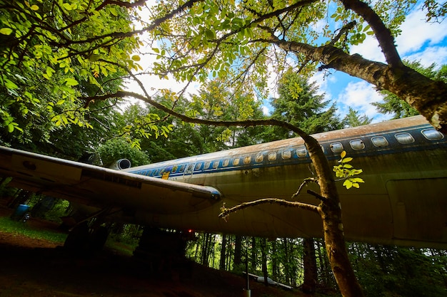 Photo abandoned airplane in forest canopy from low angle