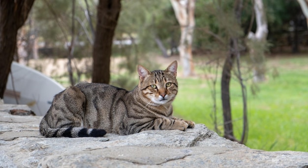 Abandoned domestic shorthaired cat breed Blur nature background banner