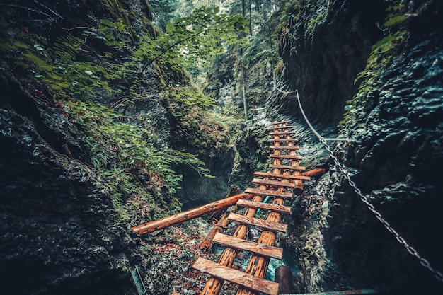 Abandoned old wooden bridge in jungle forest.