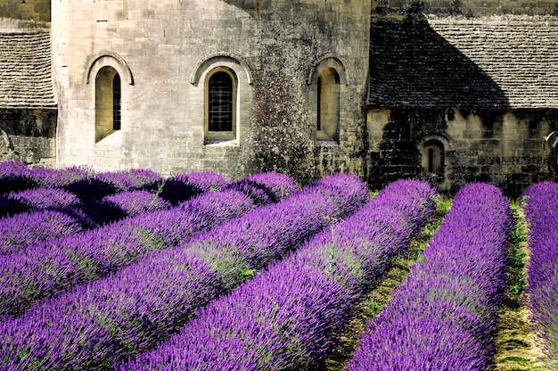 Abbey of Senanque