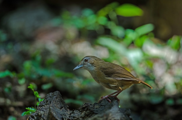 Abbott's Babbler (Malacocincla abbotti)