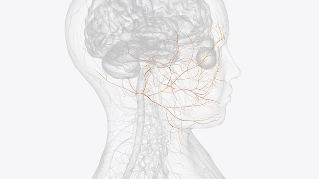 Photo the abducens nerve is the sixth cranial nerve cn vi it is along with the oculomotor nerve cn iii and the trochlear nerve