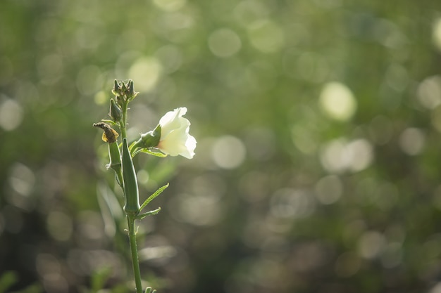 Abelmoschus esculentus,Okra