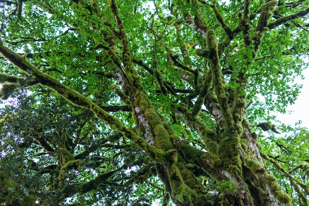 Abkhazia, a forest in the gorge