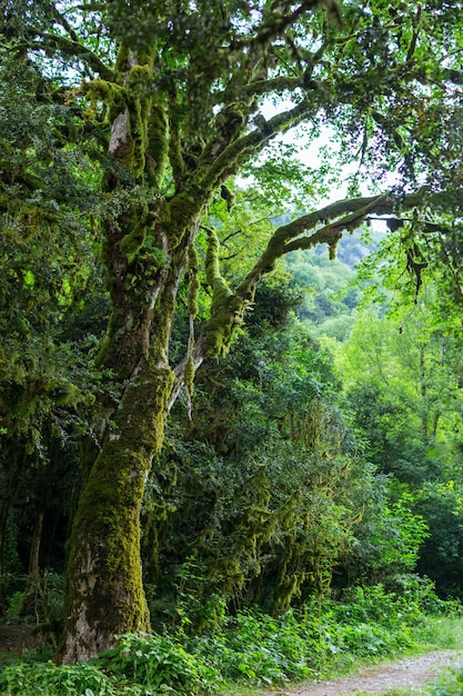 Abkhazia, a forest in the gorge