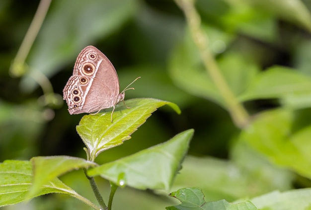 About the colored butterfly in the sunny day