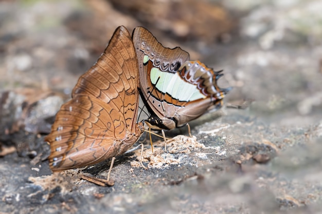 About the colored butterfly in the sunny day