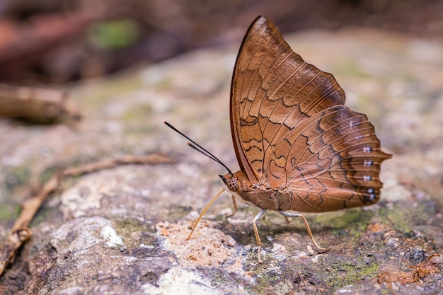 About the colored butterfly in the sunny day