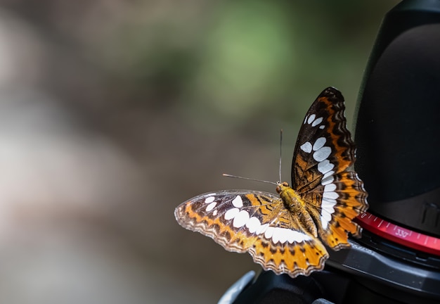 About the colored butterfly in the sunny day