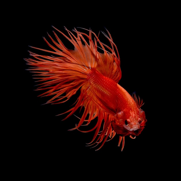 Abstract art movement of colourful Betta fish,Siamese fighting fish isolated on black background.Fine art design concept.