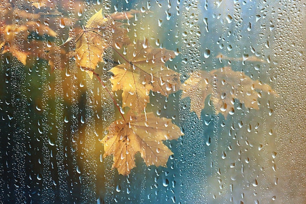 abstract autumn background rain leaves wallpaper park