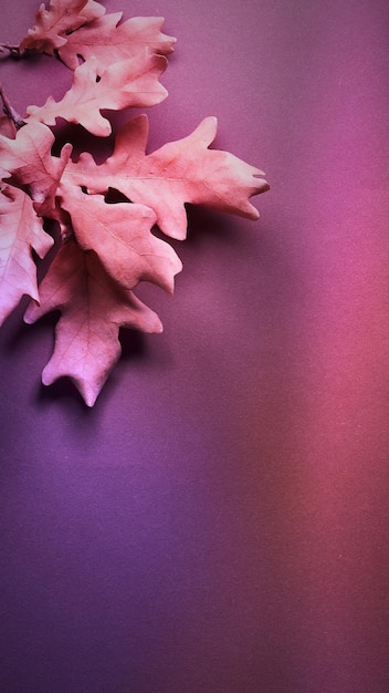 Abstract Autumn background with dry oak leaves on dark paper Toned brown maroon pink picture Social media vertical stories background