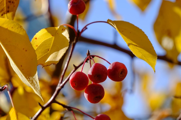 Abstract autumn background yellowed foliage and fruits wild apple trees