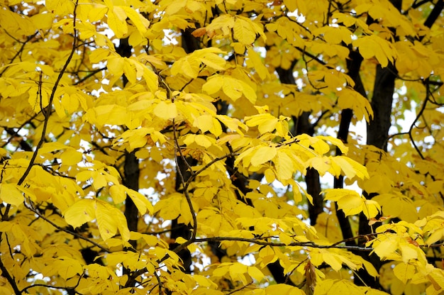 Abstract background of autumn maple leaves