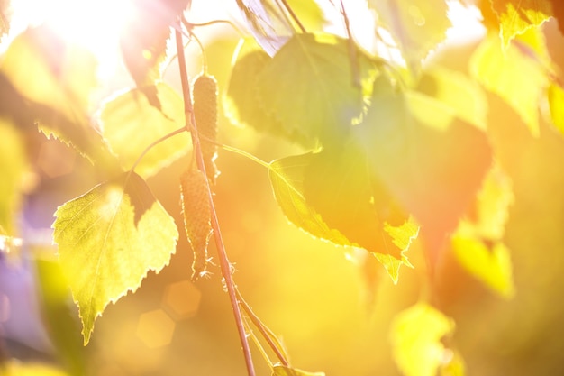 Abstract background birch leaves in the rays of sunlight