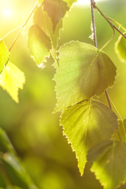 Abstract background birch leaves in the rays of sunlight