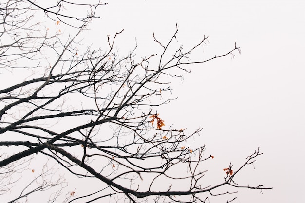 Abstract background of branches in winter and cloudy sky