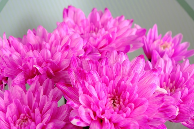 Abstract background bright pink flower petals close up