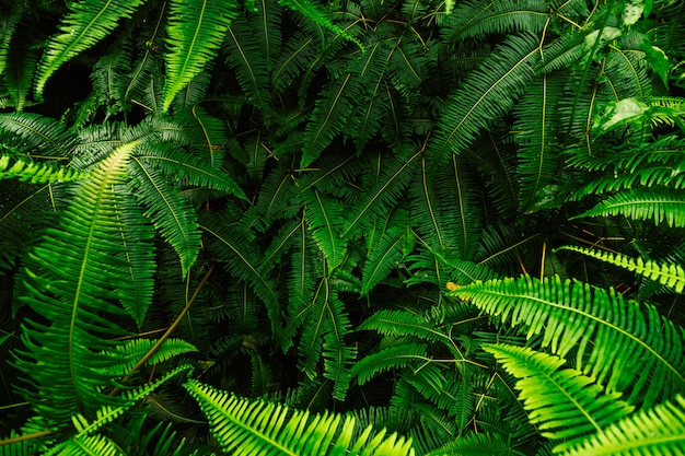 Abstract background of fern leaves.