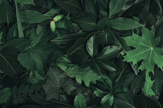 Abstract background of green foliage from trees and flowers.