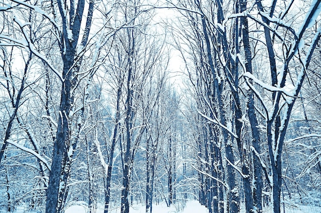 abstract background landscape winter forest / frost-covered tree branches, snowy weather christmas background