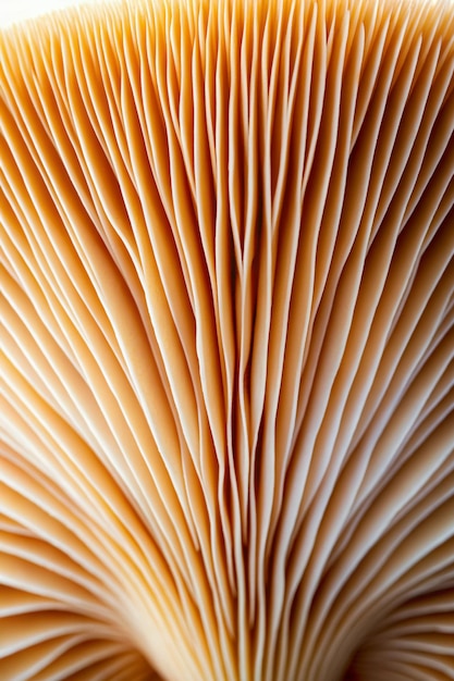 Photo abstract background macro image of sajorcaju mushroom