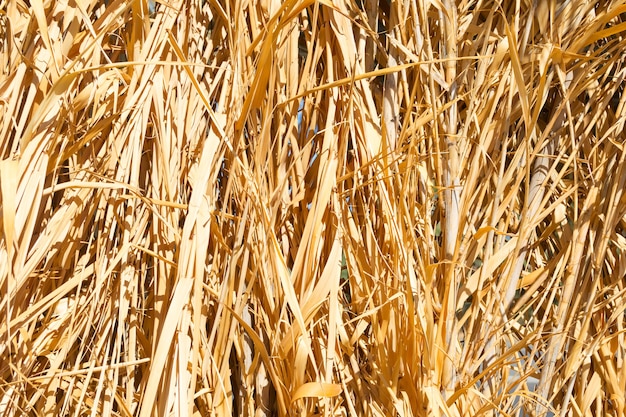 Abstract background made from high dry grass