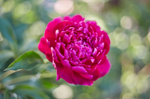 Abstract background of natural flowers a red peony flower closeup