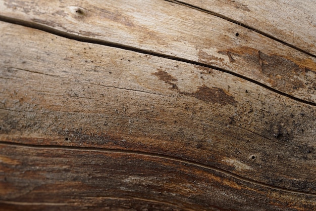 Abstract background of old cracked tree trunk. Closeup topview for artworks.