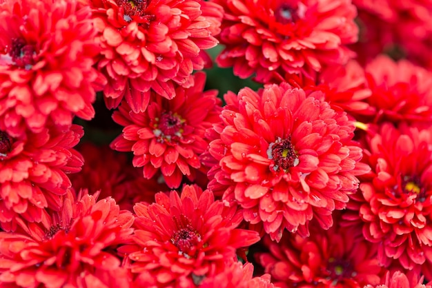 Abstract background of red flowers Close up