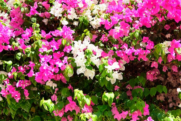 Abstract background of red and white flowers. Close-up.